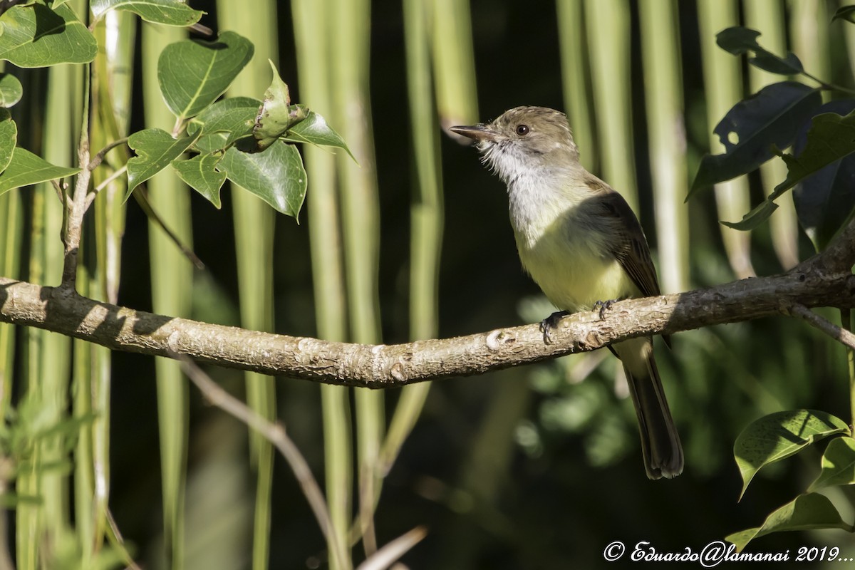 Dusky-capped Flycatcher - Jorge Eduardo Ruano