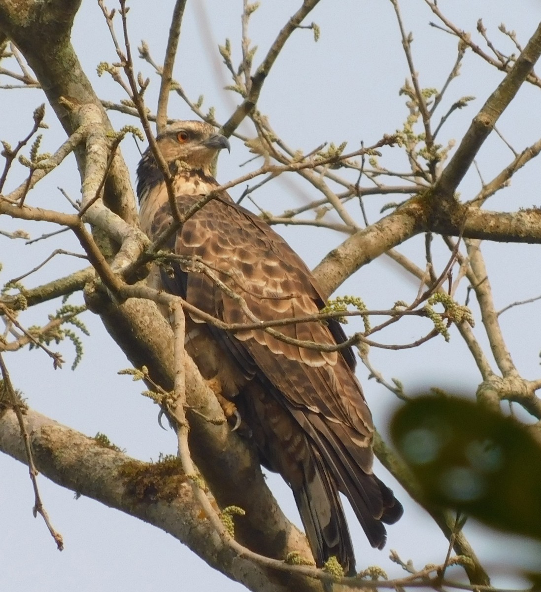 Oriental Honey-buzzard - Khagendra Mahato chitwanbirdwatching.com