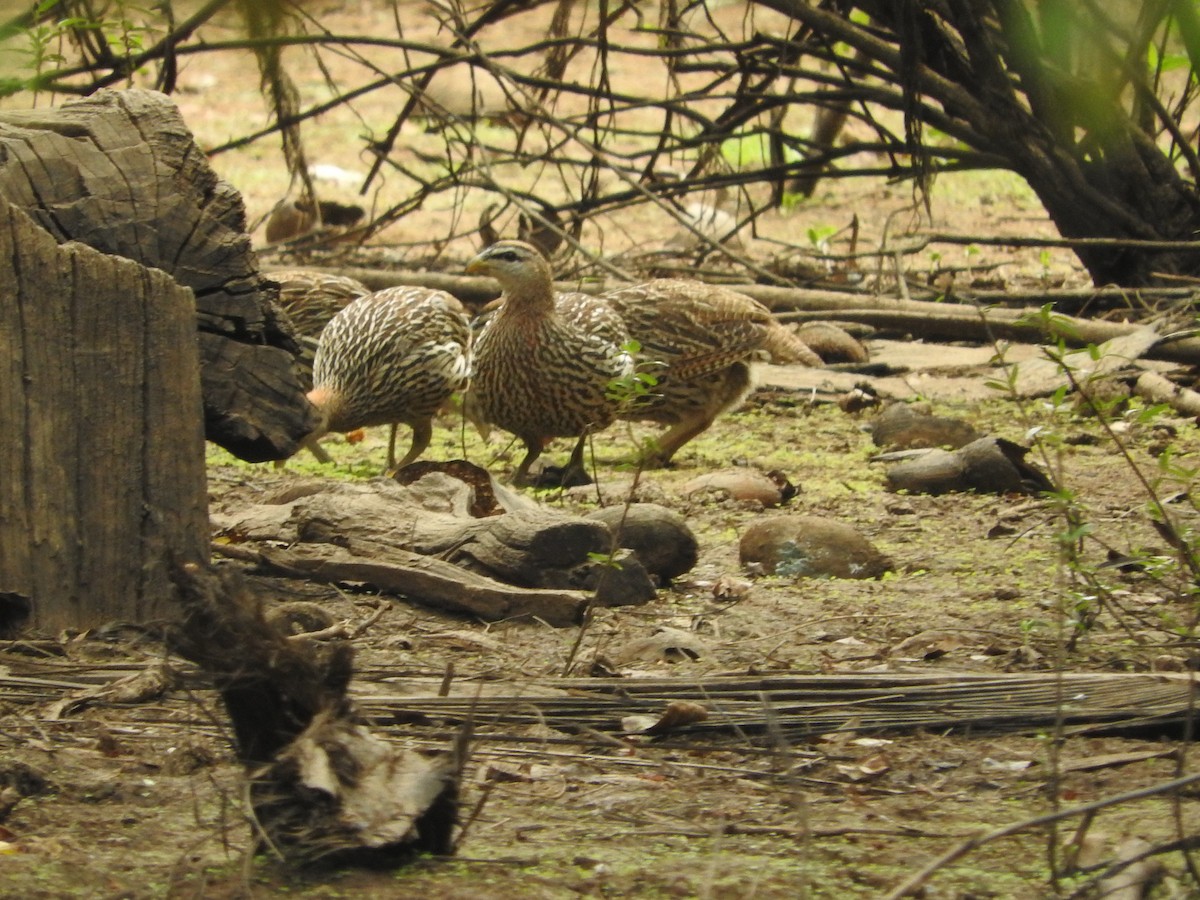 Double-spurred Spurfowl - ML135701731