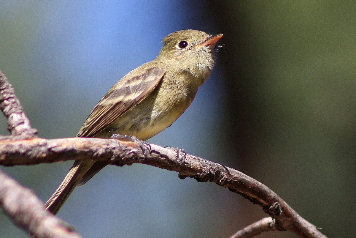 Western Flycatcher (Cordilleran) - ML135702681