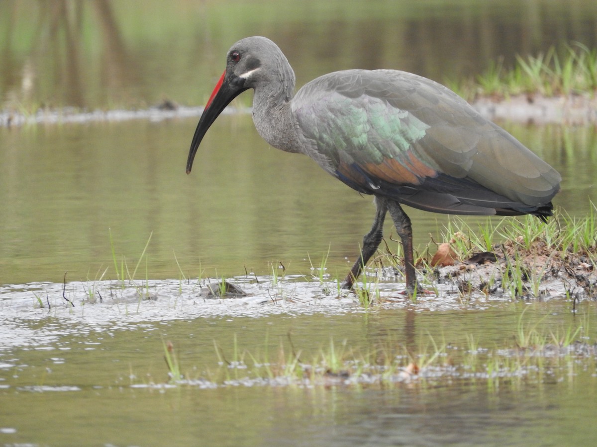 Hadada Ibis - Eneko Azkue