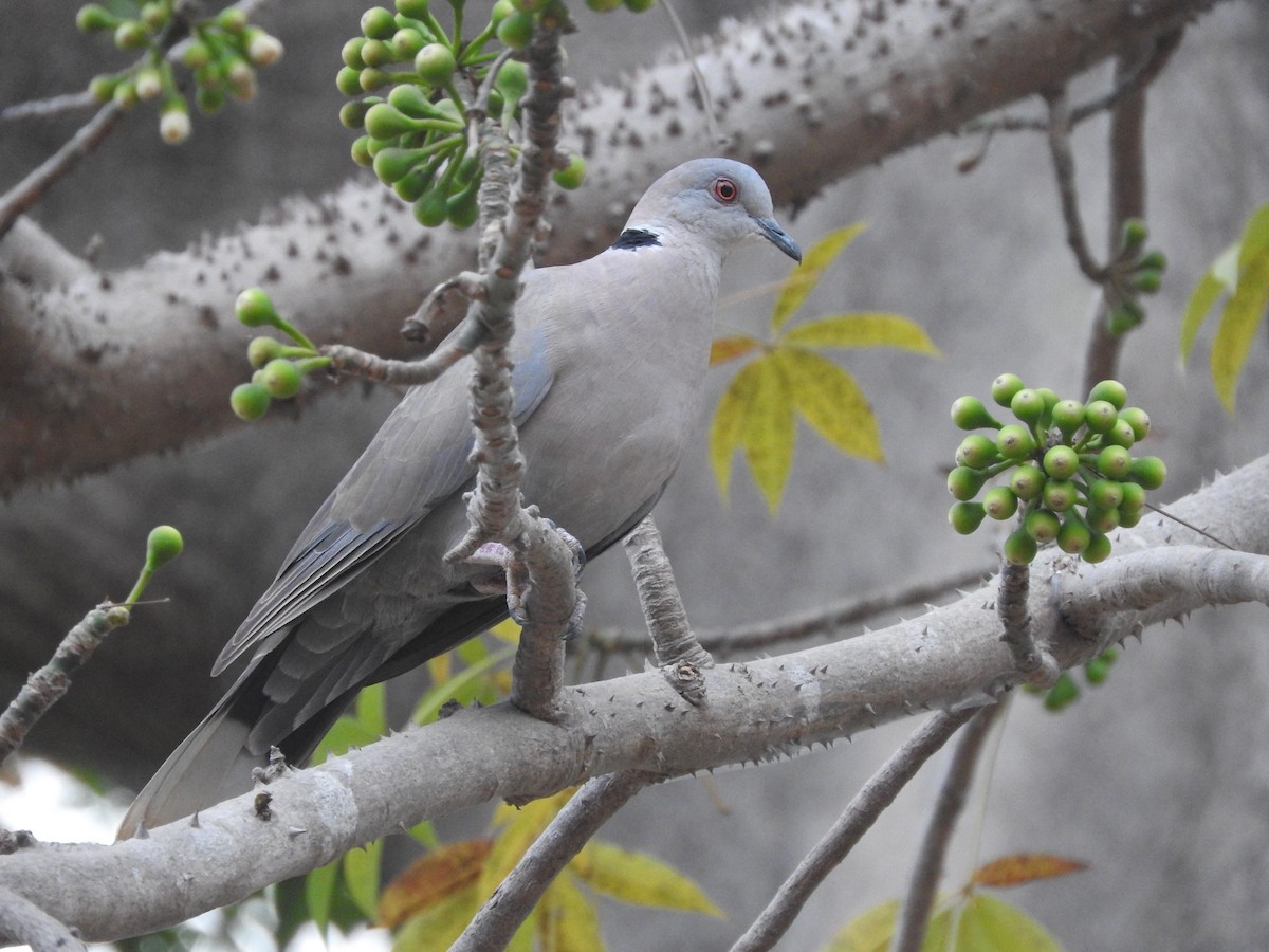 Mourning Collared-Dove - ML135703201