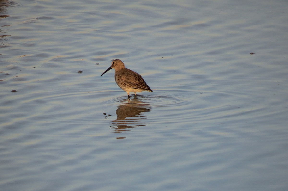 Bécasseau variable - ML135703901