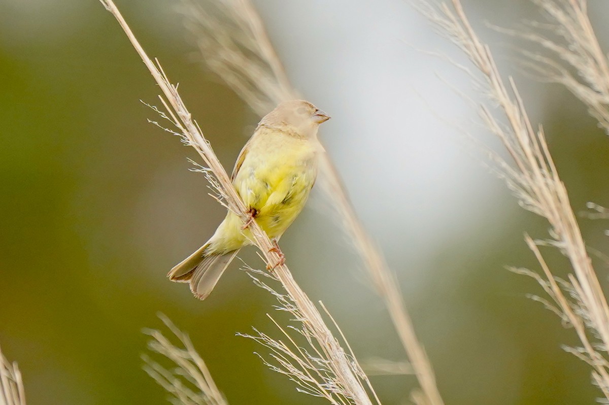 Grassland Yellow-Finch - ML135704841