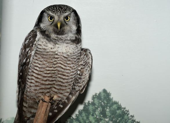 Northern Hawk Owl - ML135705331