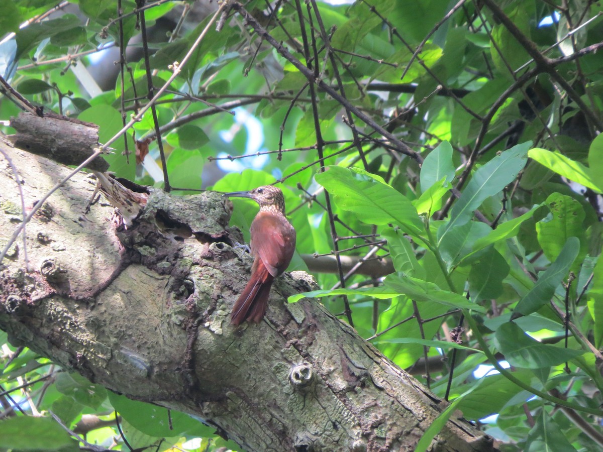 Cocoa Woodcreeper (Lawrence's) - ML135707181