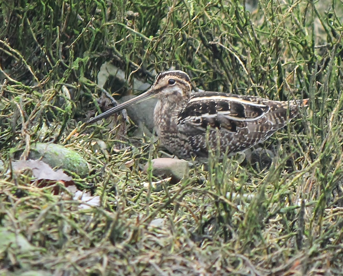 Wilson's Snipe - Heather Voboril