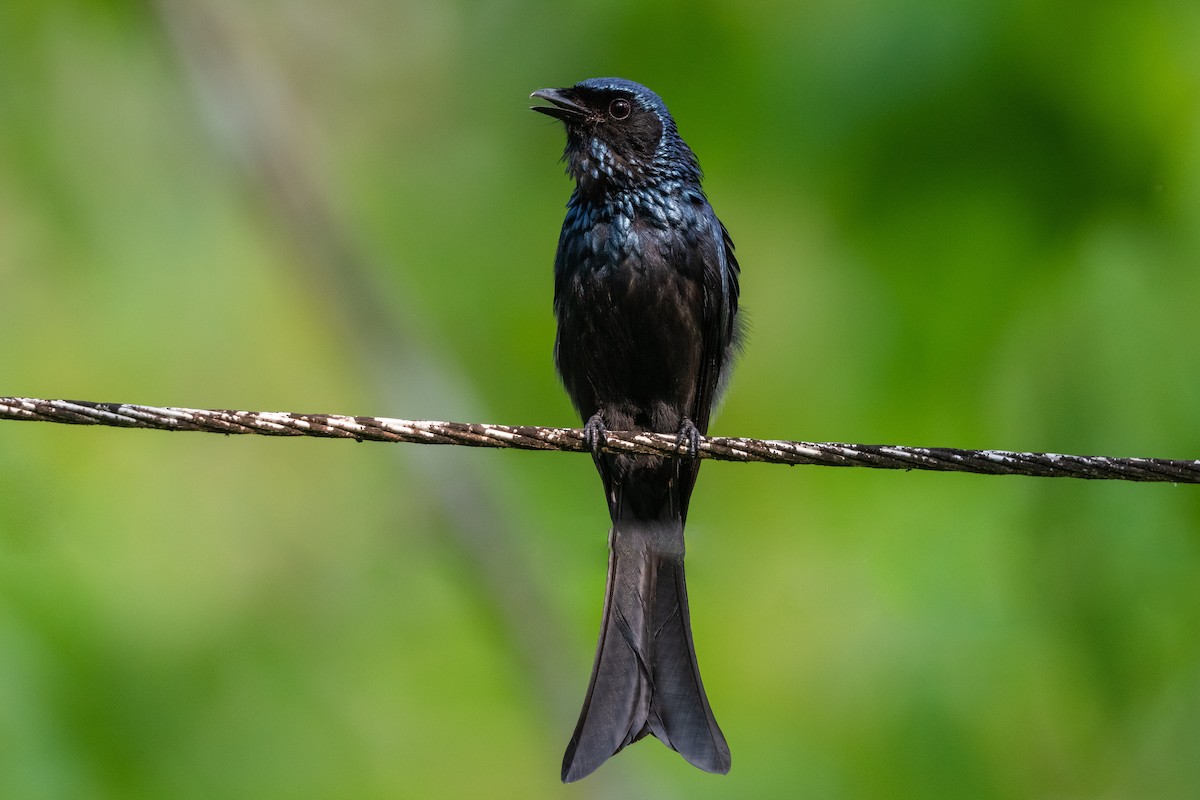 Bronzed Drongo - Stefan Hirsch