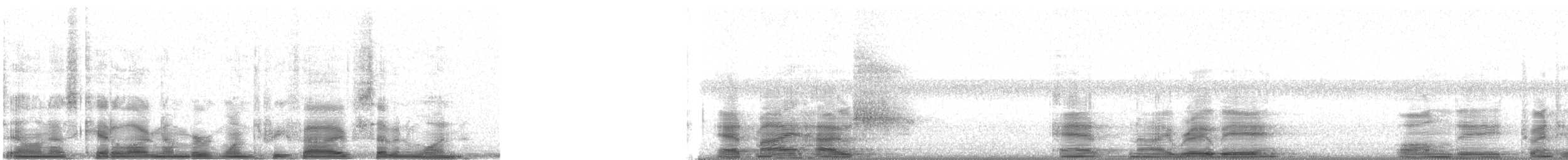 bergtrost (abyssinicus gr.) - ML13571
