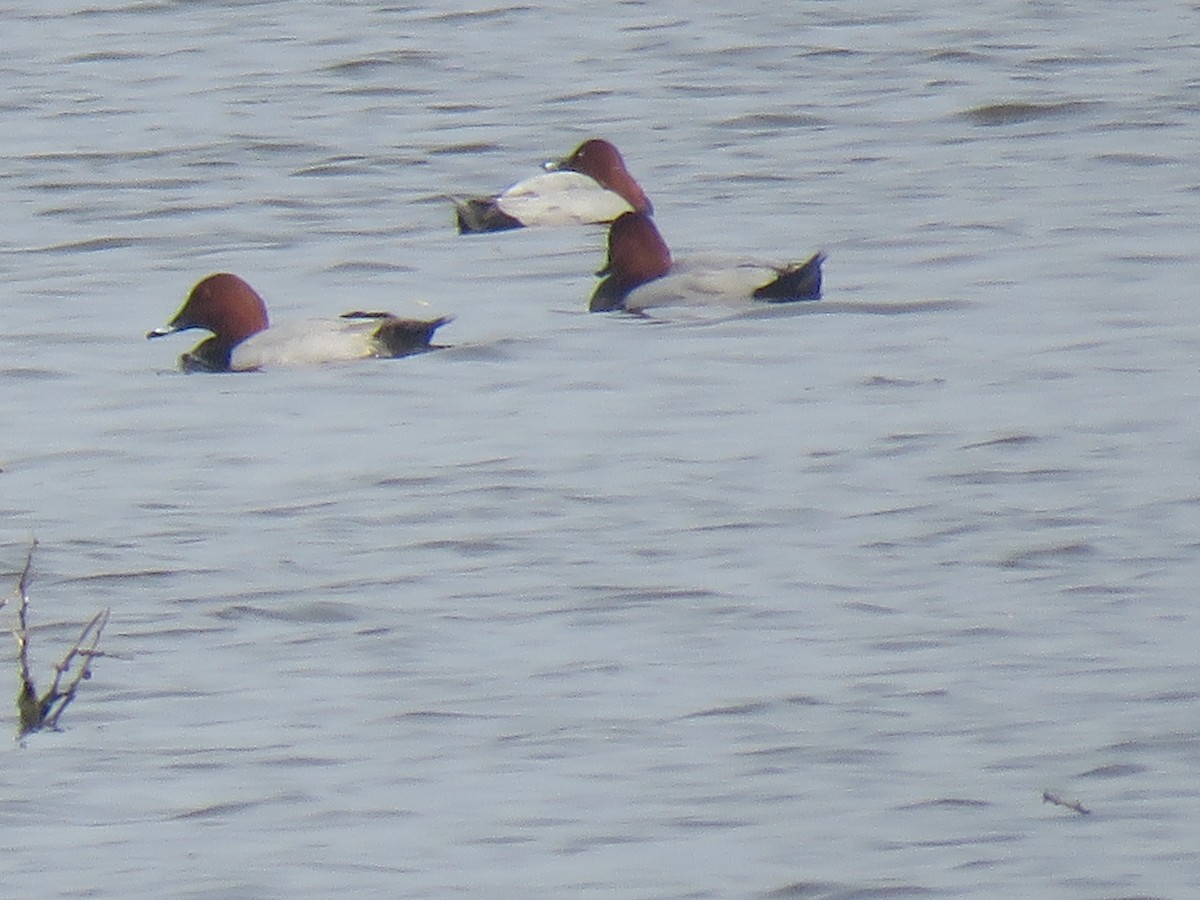 Common Pochard - Selvaganesh K