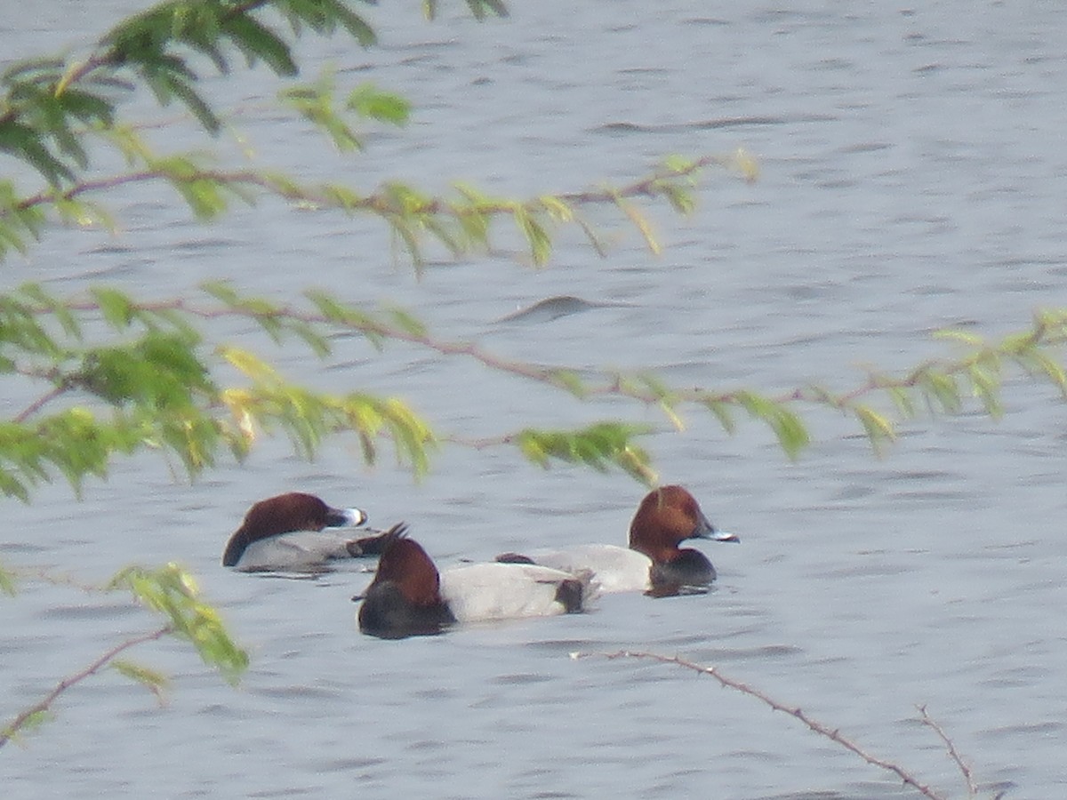 Common Pochard - Selvaganesh K