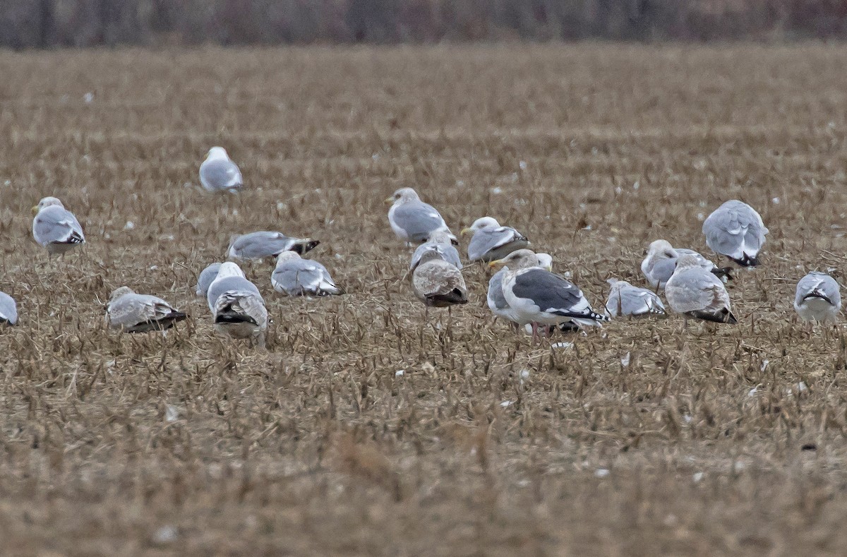 Slaty-backed Gull - ML135711631