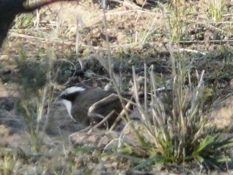 Hall's Babbler - ML135712331