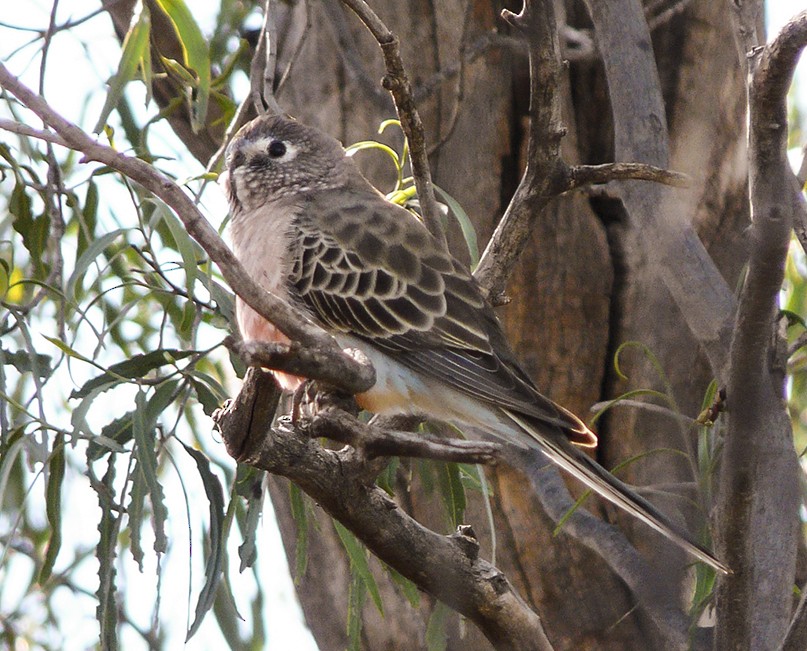 Bourke's Parrot - ML135712941