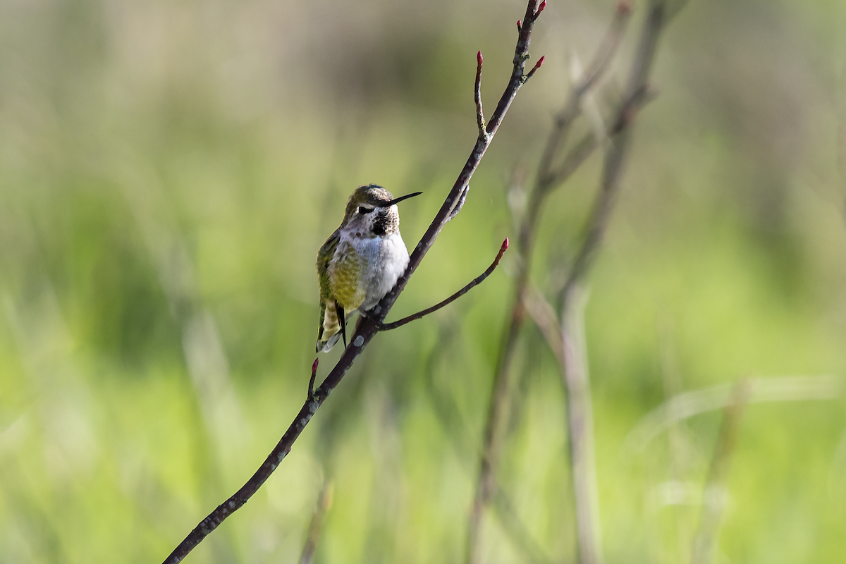 Anna's Hummingbird - ML135713131