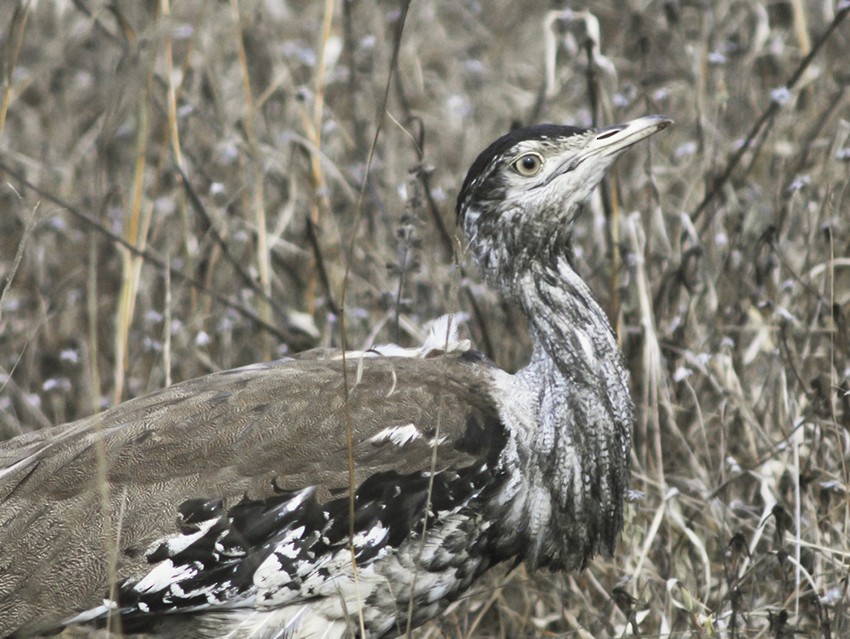 Australian Bustard - ML135715421