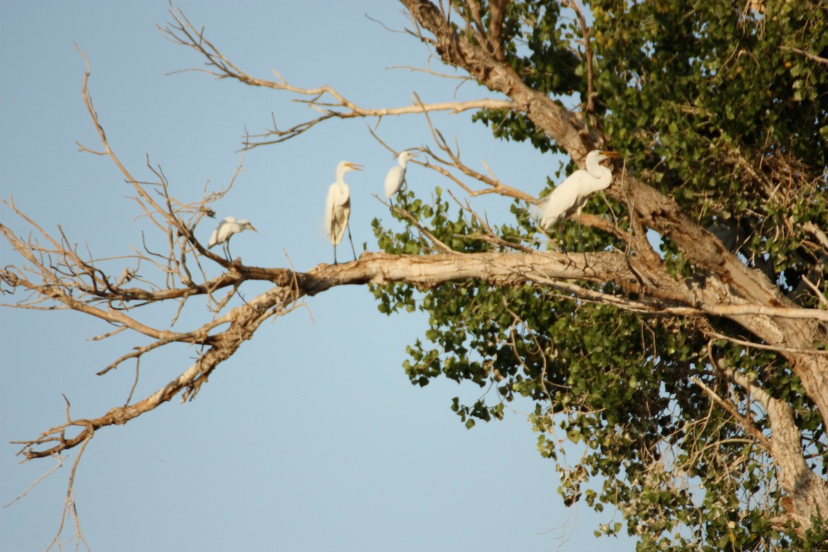 Western Cattle Egret - ML135715601