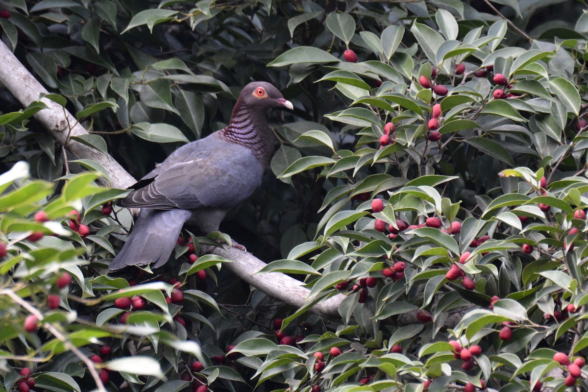 Pigeon à cou rouge - ML135717681