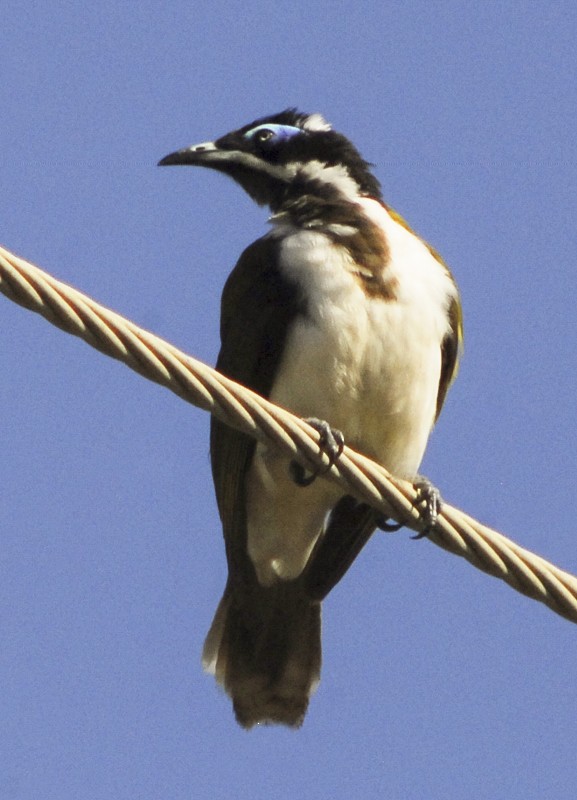 Blue-faced Honeyeater - ML135717761