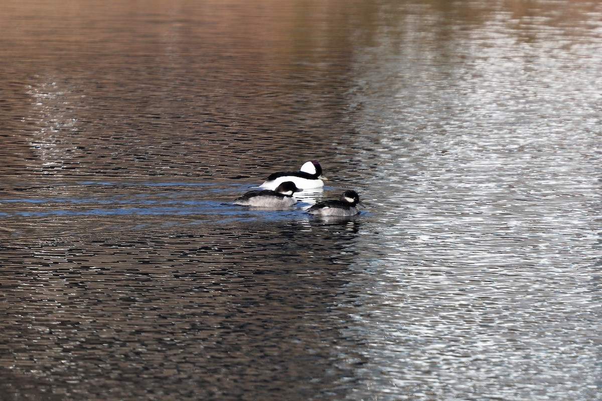 Bufflehead - ML135719221