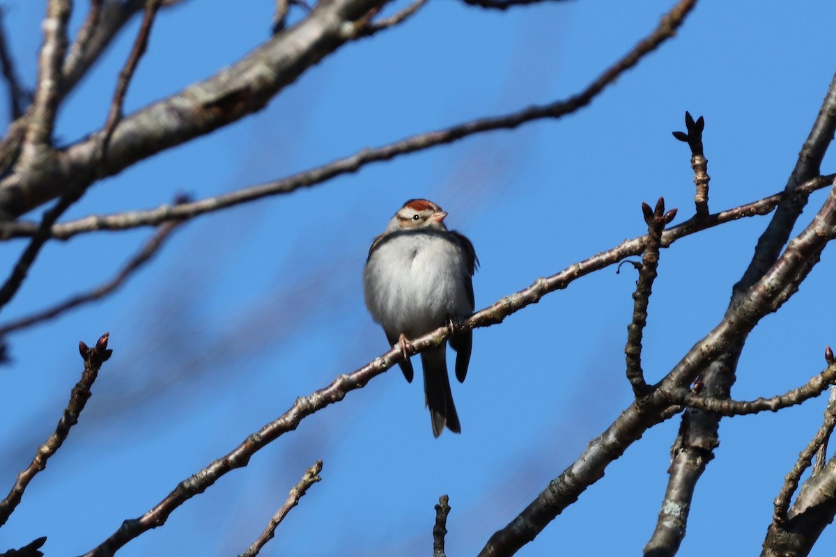 Chipping Sparrow - ML135719291