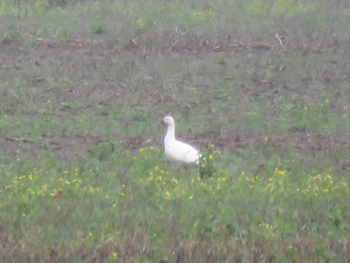 Ross's Goose - ML135719321