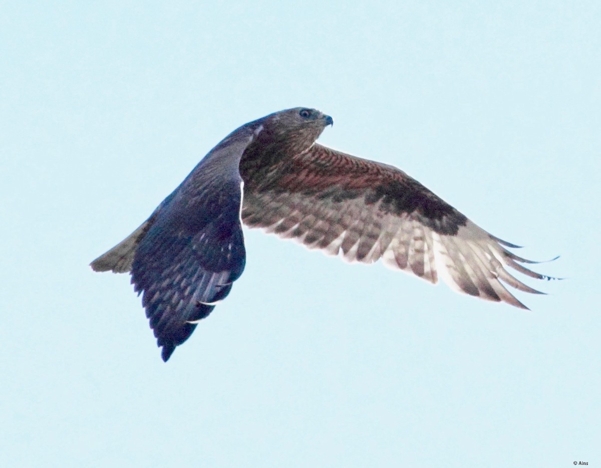 Common Buzzard - Ains Priestman