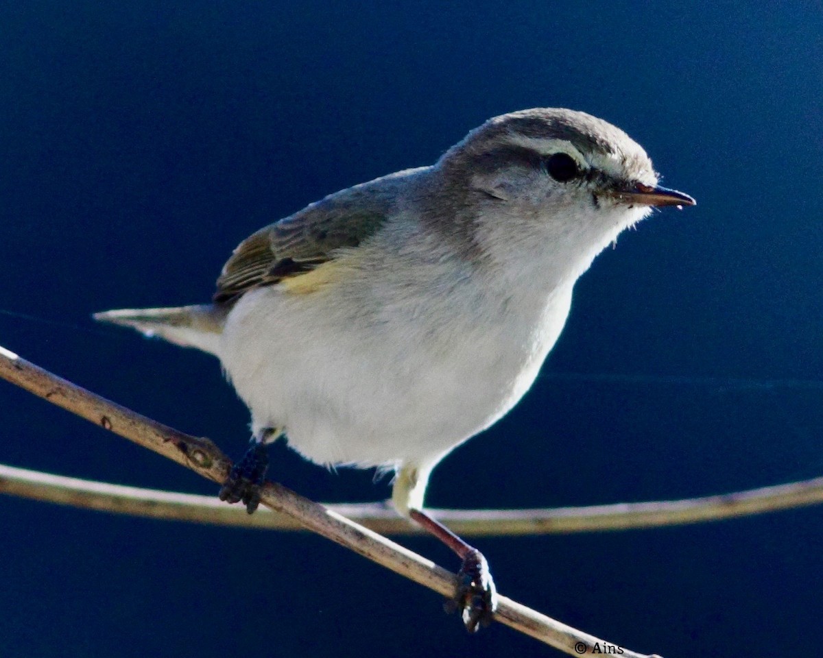 Common Chiffchaff - ML135720181