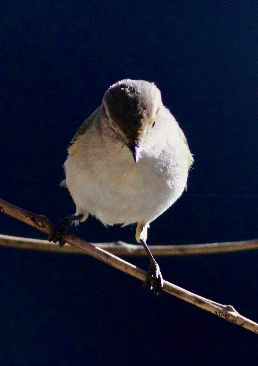 Common Chiffchaff - ML135720191