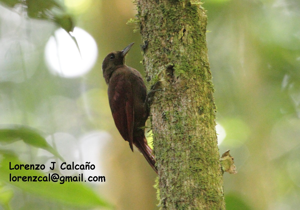 White-chinned Woodcreeper - ML135721251