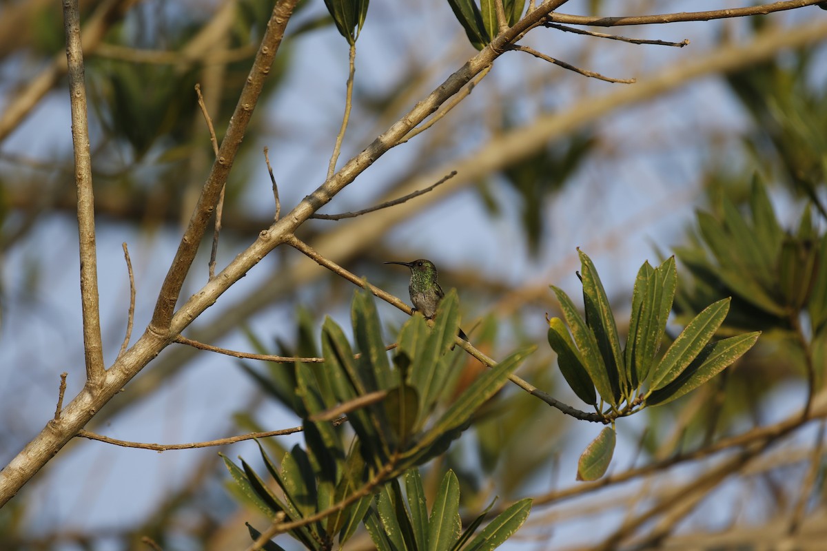 kolibřík safírovohrdlý - ML135722481