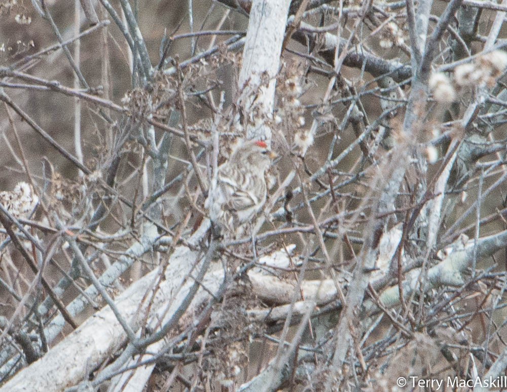 Common Redpoll - ML135723201