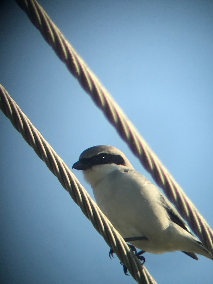 ťuhýk americký - ML135723811