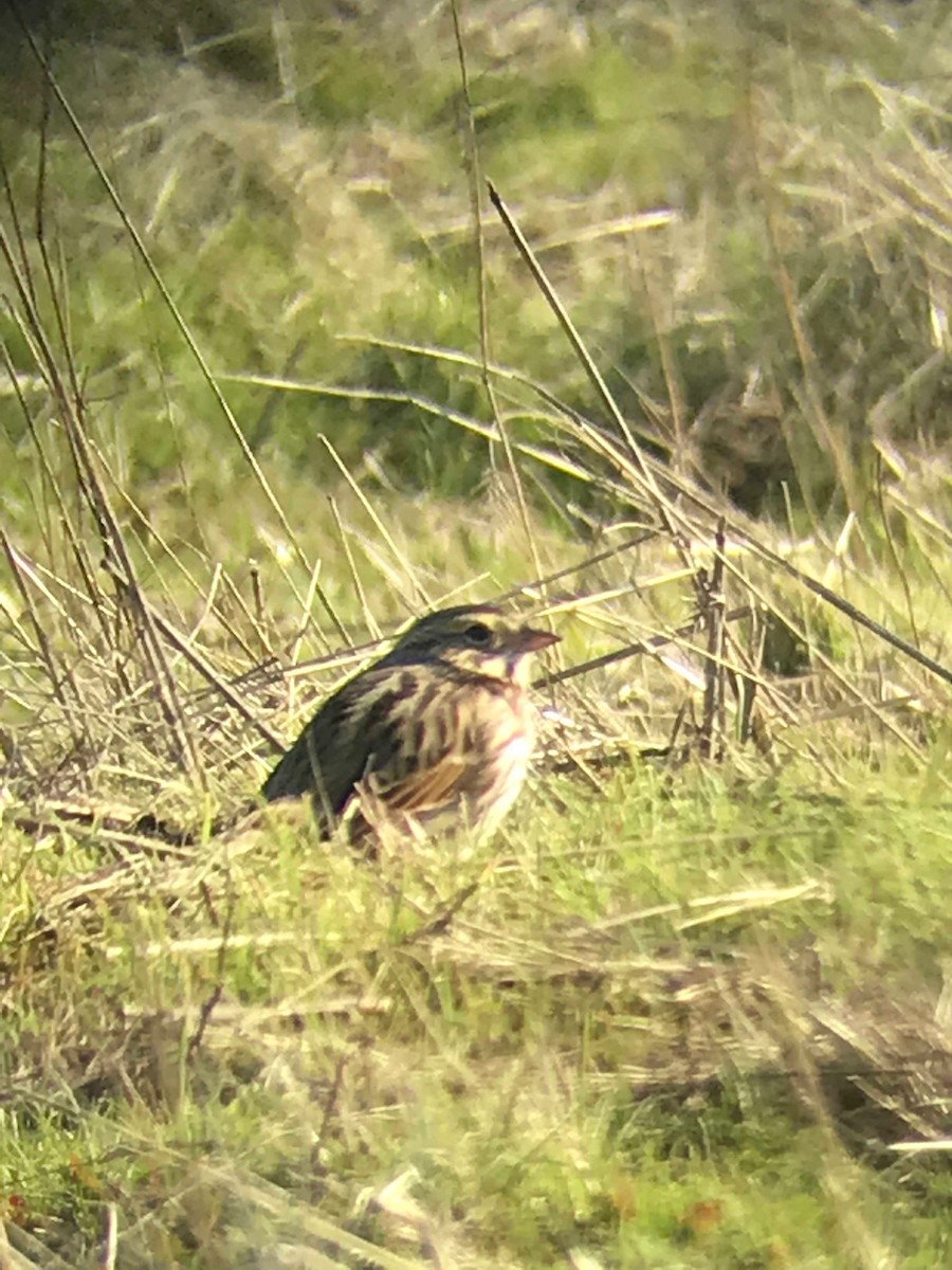 Savannah Sparrow - ML135723881