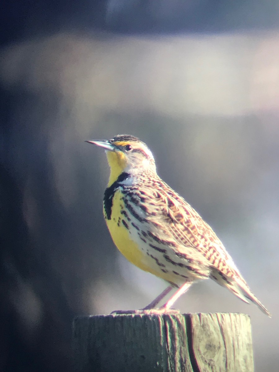 Western Meadowlark - ML135723911