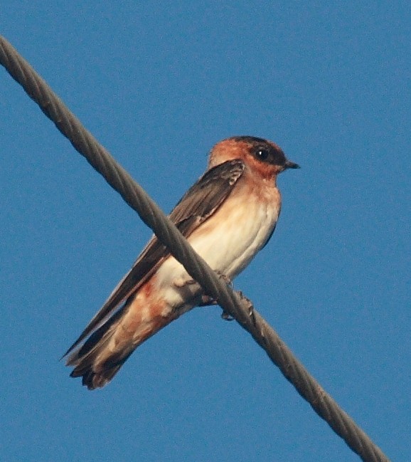 Cave Swallow - ML135724381
