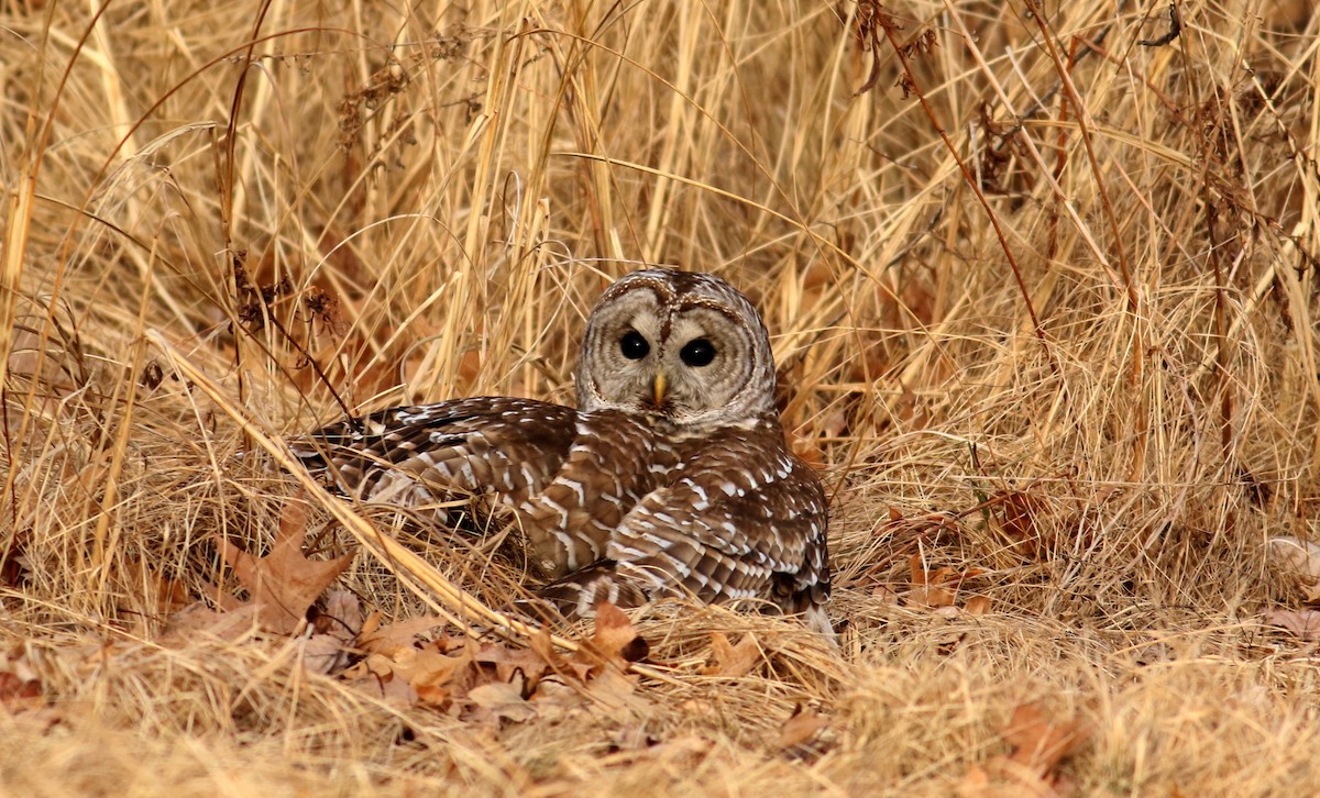 Barred Owl - ML135724511