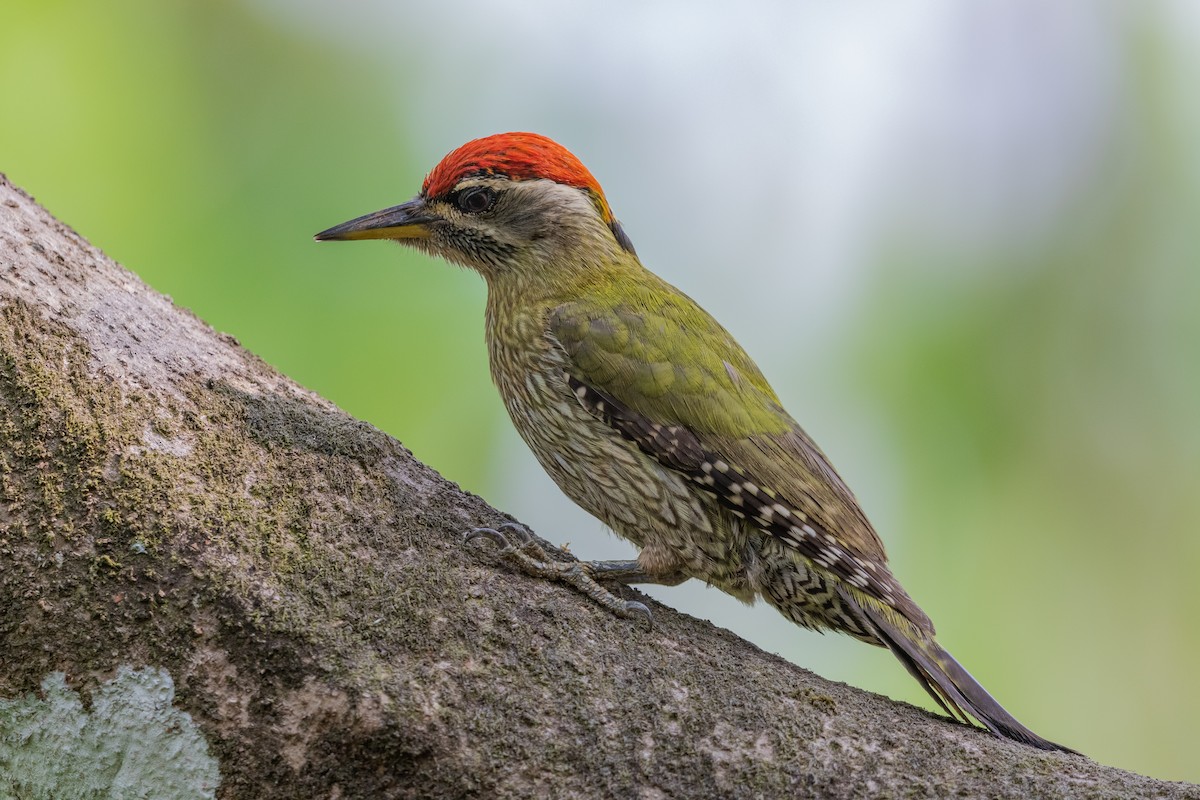Streak-throated Woodpecker - Stefan Hirsch