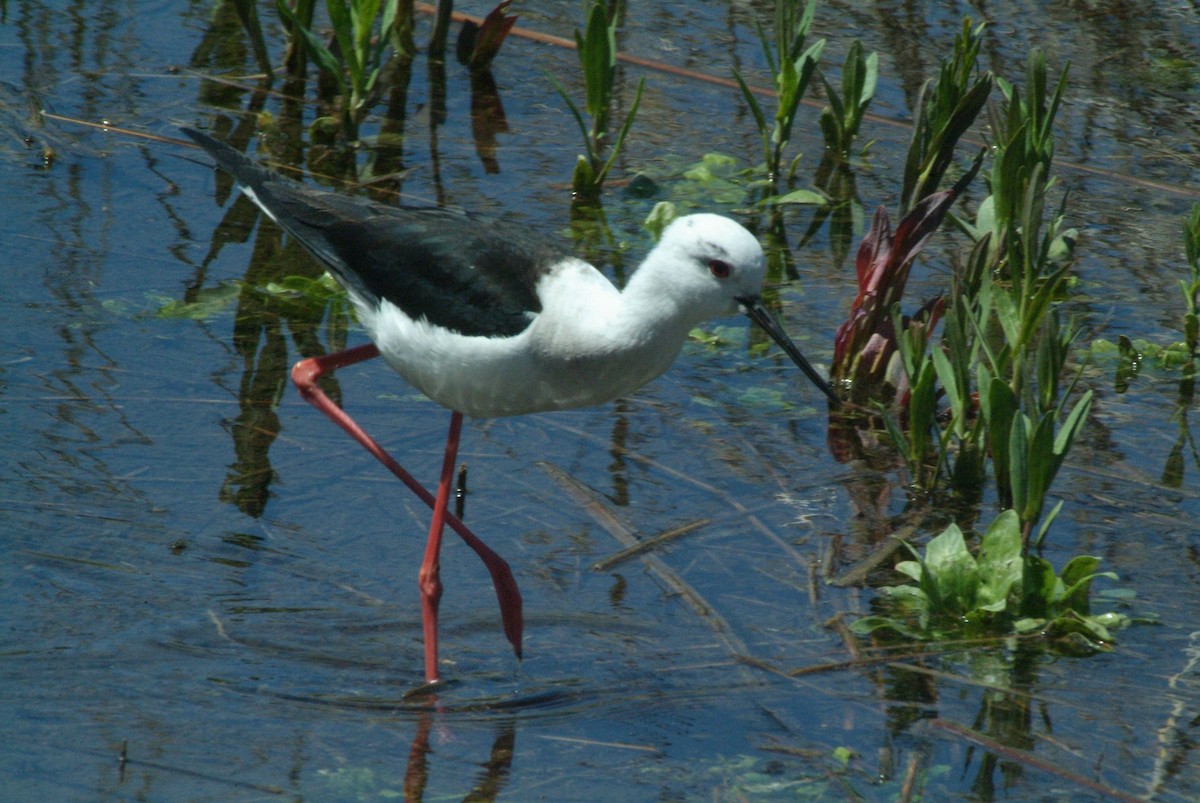 Black-winged Stilt - ML135727061