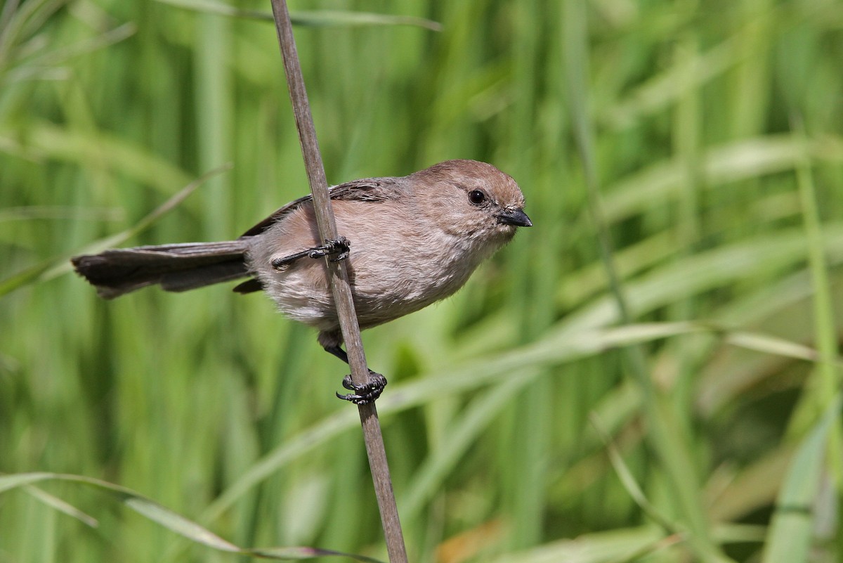 Bushtit - Christoph Moning