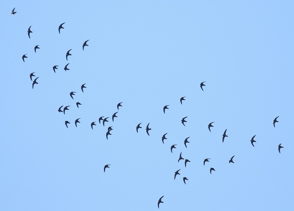 Spot-fronted Swift - ML135730951