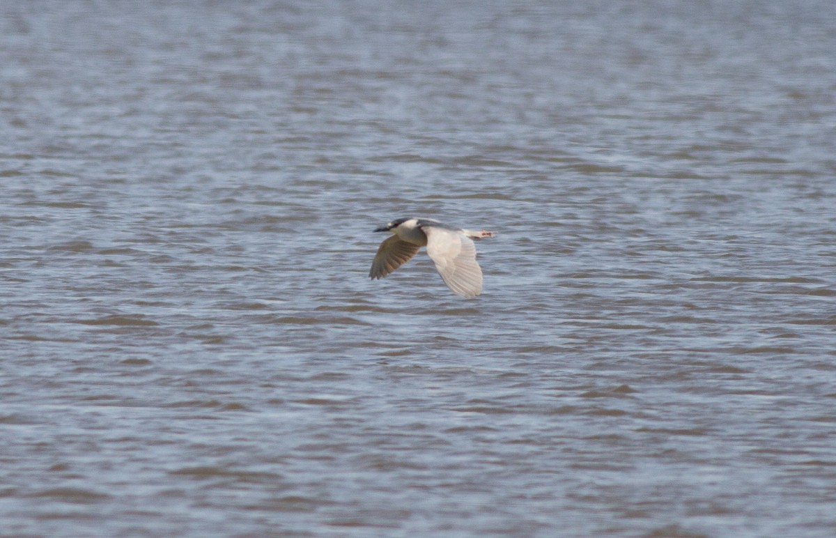 Black-crowned Night Heron - ML135730991