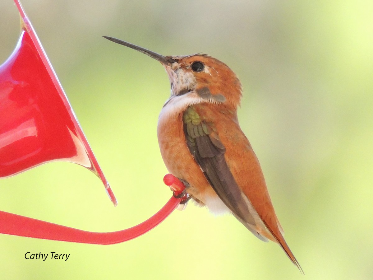 Rufous Hummingbird - ML135731441