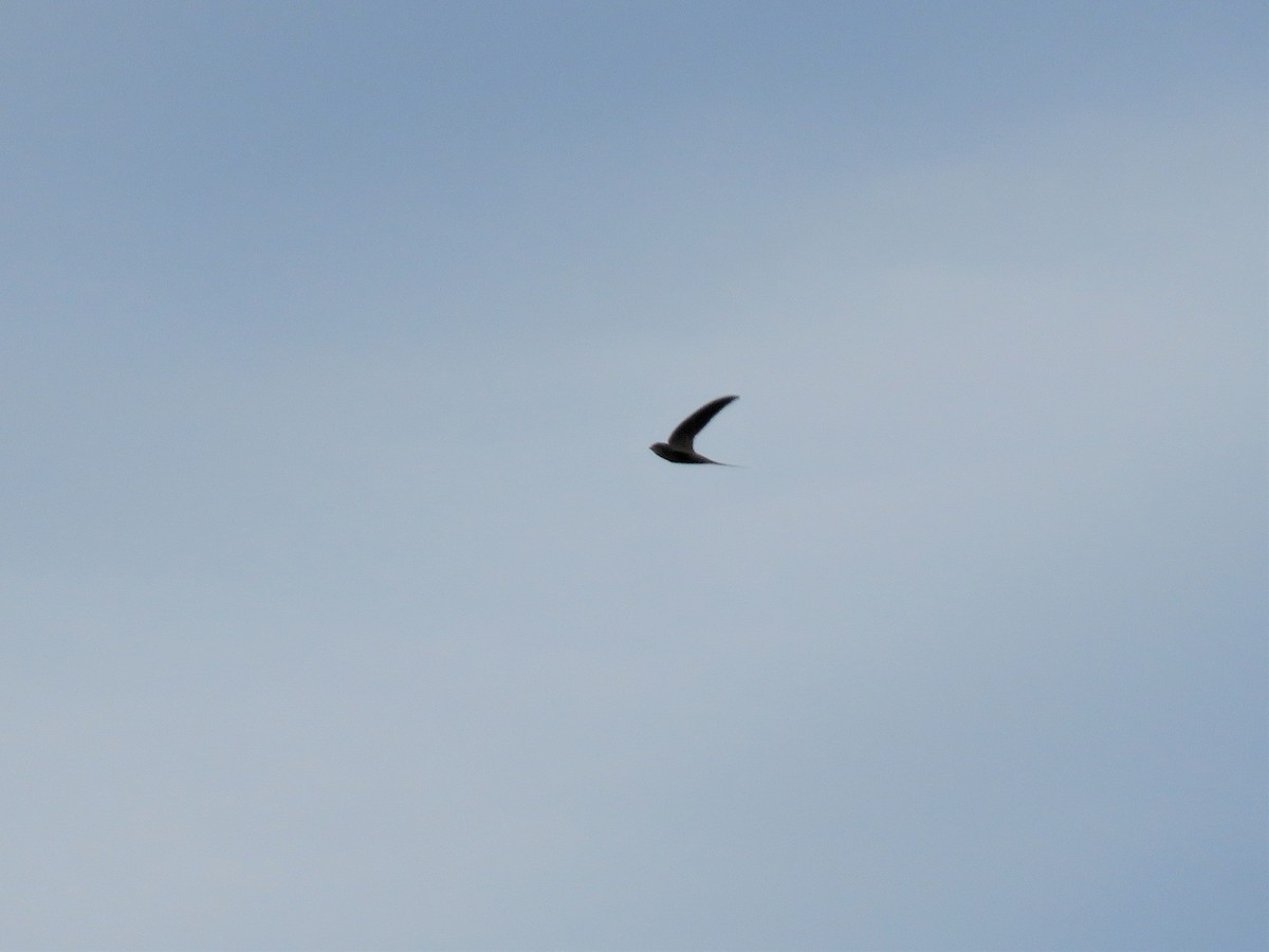 African Palm Swift - Hugo Foxonet