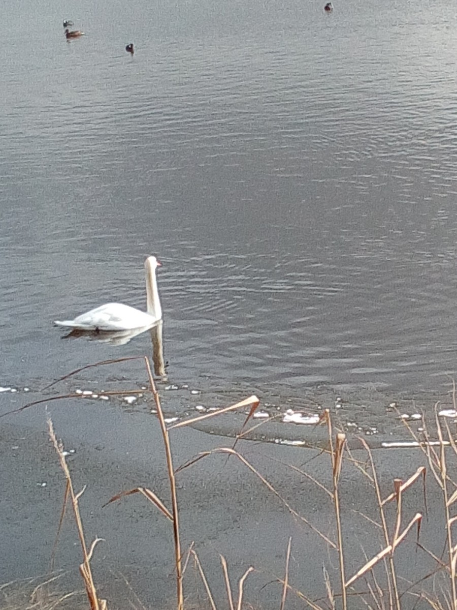 Mute Swan - ML135733081