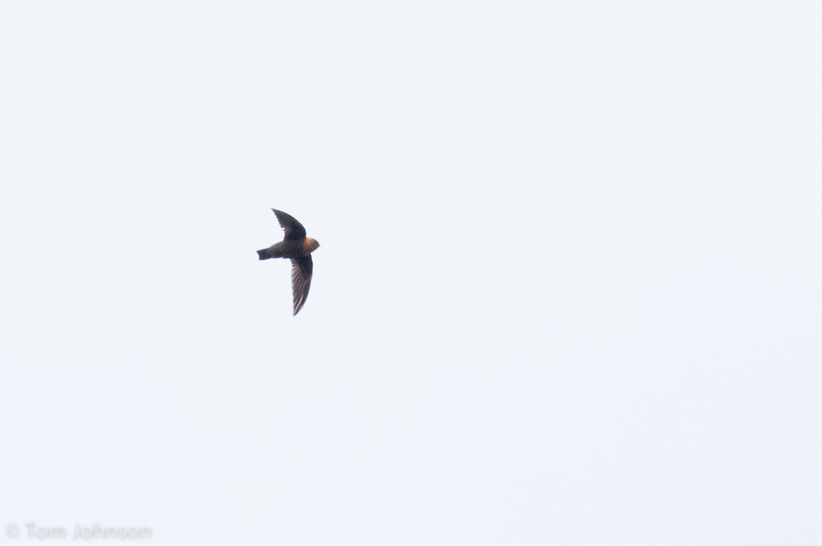 Chestnut-collared Swift - Tom Johnson