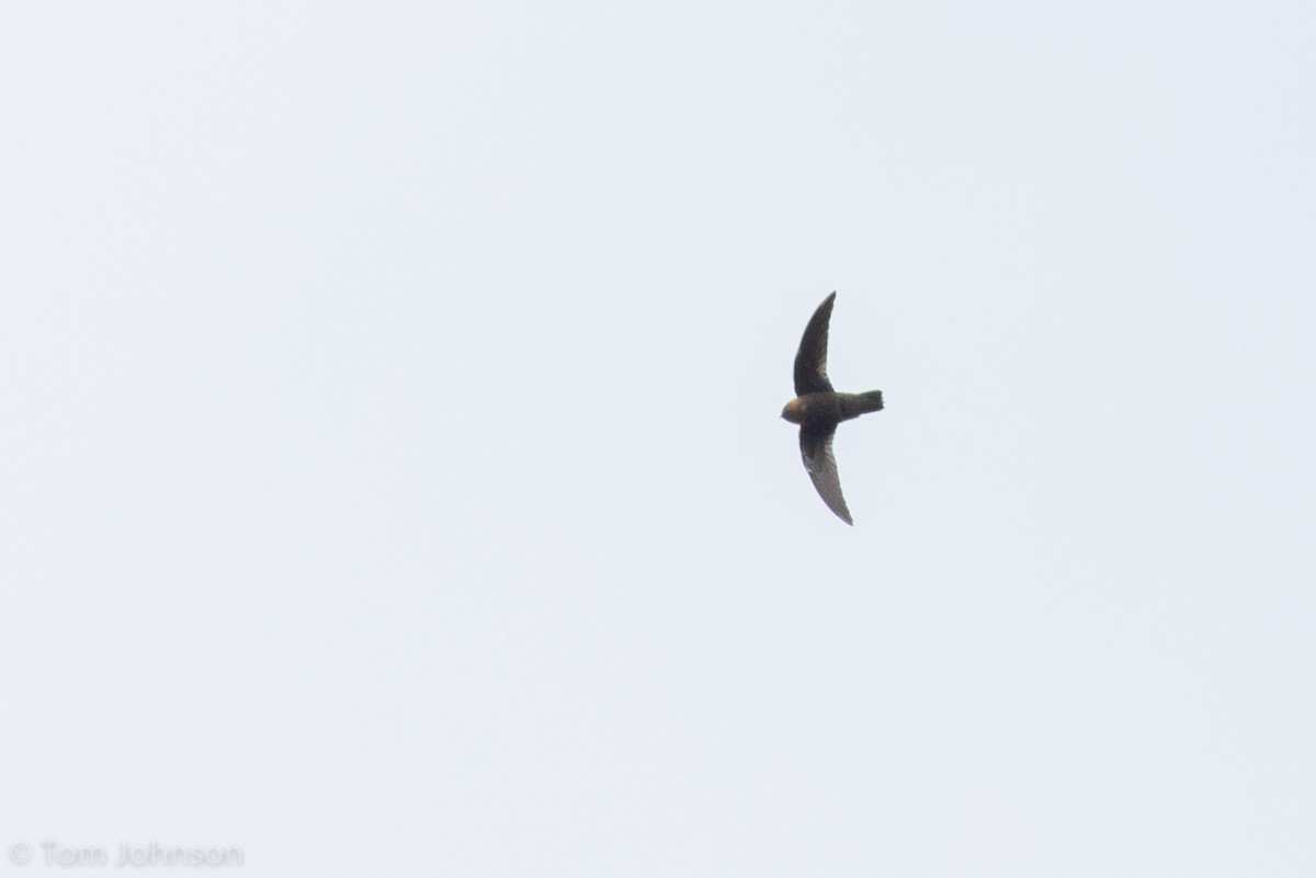 Chestnut-collared Swift - ML135734361