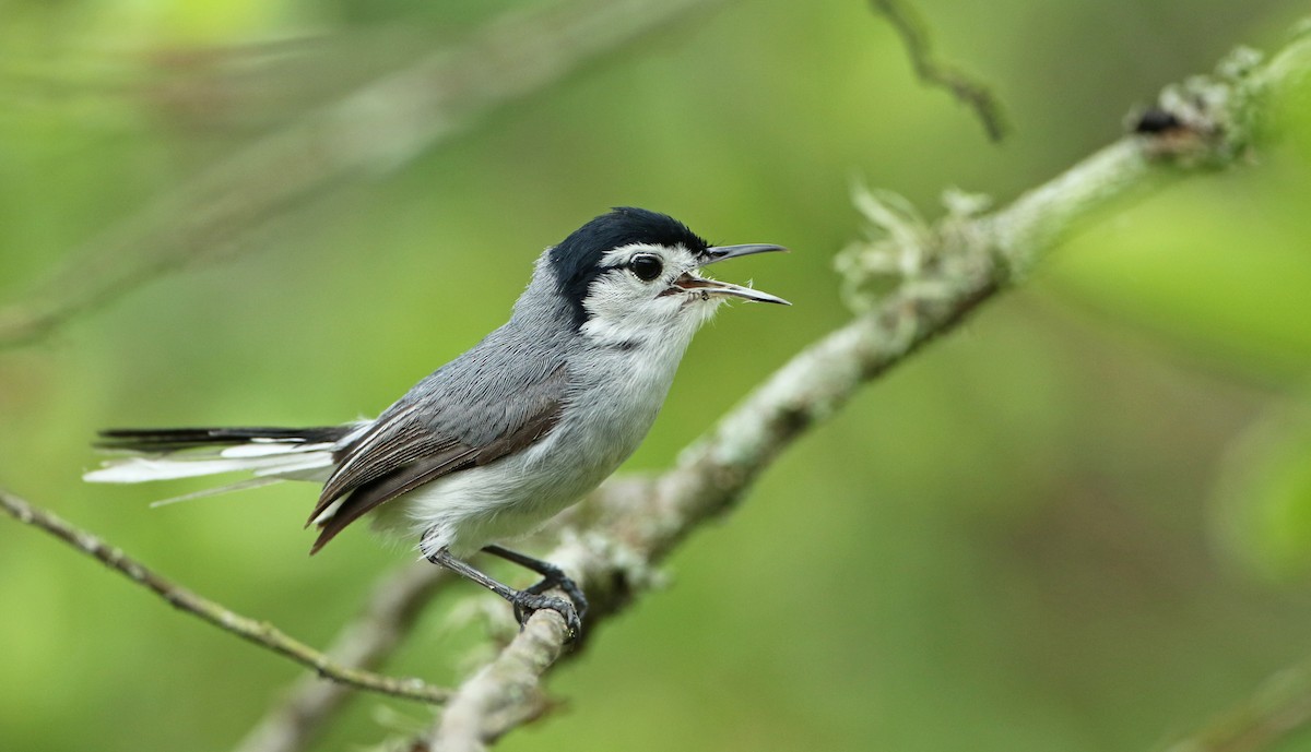 White-browed Gnatcatcher - ML135735141