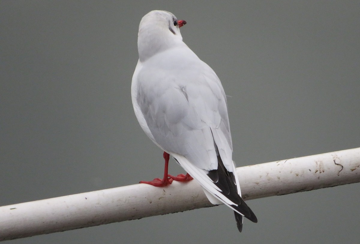 Black-headed Gull - ML135735361