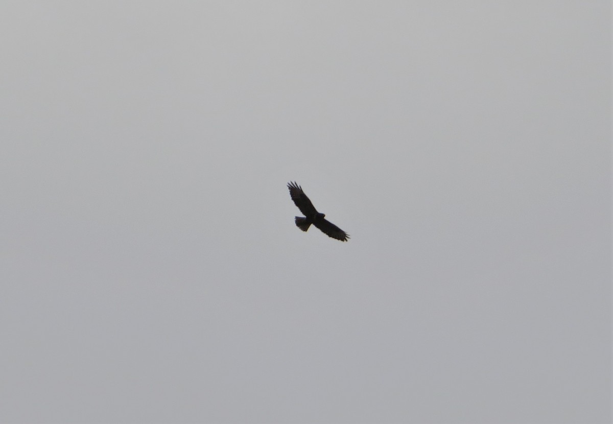 Common Buzzard - ML135735431